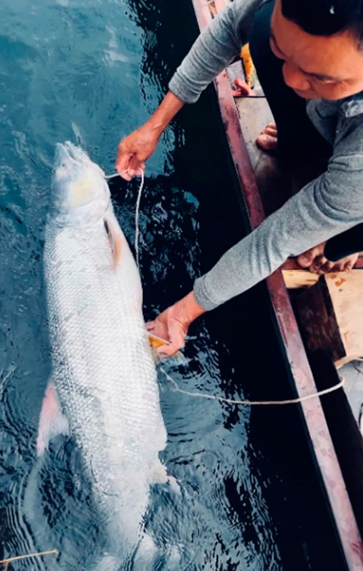 Việc săn loài “cọp nước” này đòi hỏi thuyền bè chắc chắn, ngư cụ bền và kinh nghiệm dày dạn.