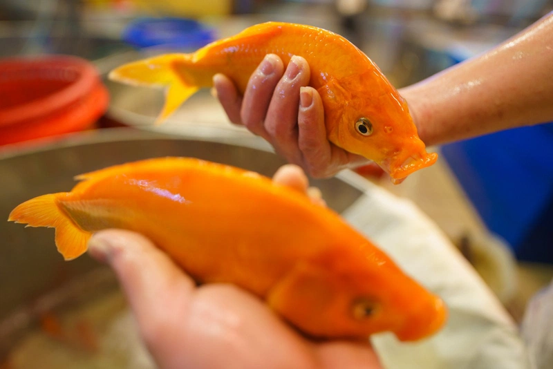 Chuyên gia chia sẻ quy tắc “4T” cho bệnh nhân đàm, ho, khó thở chữa mãi không khỏi