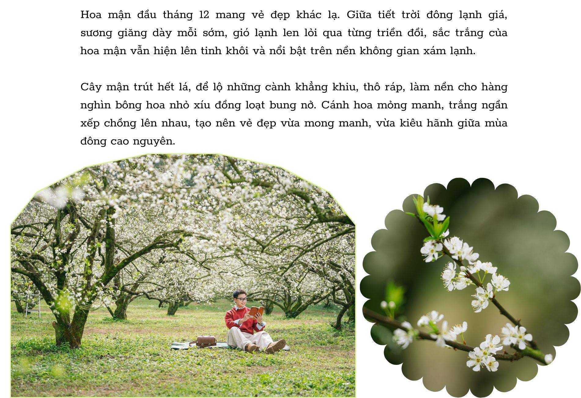 Ngỡ ngàng hoa mận trái mùa nở trắng sườn đồi Mộc Châu - 5