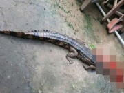 Vụ cá sấu cắn thầy giáo ở Tây Ninh: Phạt người nuôi 315 triệu đồng