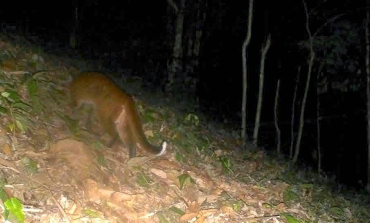 Hình ảnh loài beo lửa được phát hiện trong rừng tự nhiên có ý nghĩa hết sức quan trọng trong công tác bảo tồn đa dạng sinh học.