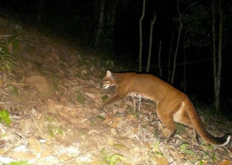 Loài beo lửa lần đầu tiên được phát hiện tại Khu BTTN Pù Hoạt thông qua bẫy ảnh.