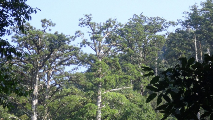 Pù Hoạt có hệ thực vật và động vật đa dạng.