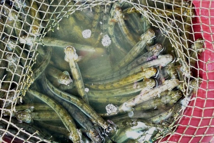 Loài cá ngọt như mì chính, trước dành cho người nghèo nay hoá "mỏ vàng", giá 700.000/kg