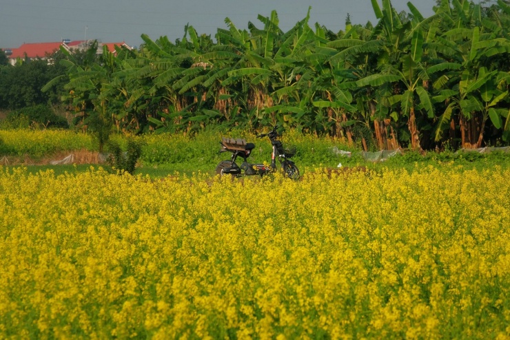 Tới cánh đồng hoa cải vàng, du khách lưu ý giữ gìn cảnh quan, không giẫm lên hoa hay hái hoa, bẻ cành