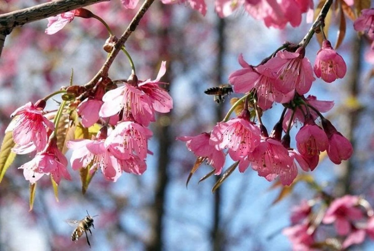 Loài hoa báo Tết của người H'Mông bung nở khắp núi rừng - 4