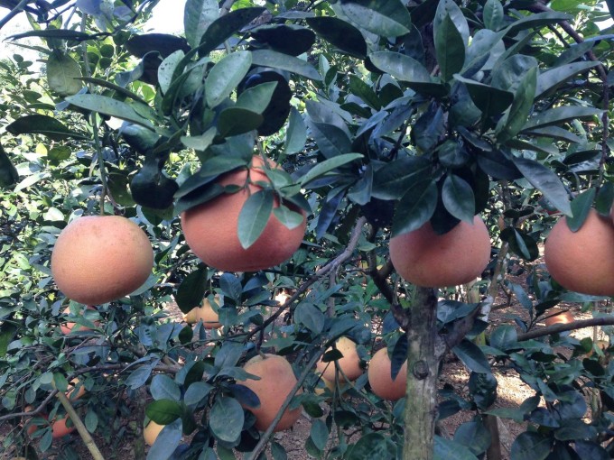 Vườn bưởi được canh tác theo hướng hữu cơ, mỗi cây chỉ khoảng 15-20 trái. Ảnh: Tiến Hải