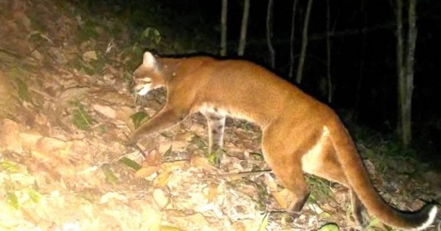 Lần đầu phát hiện loài cực kỳ nguy cấp quý hiếm...