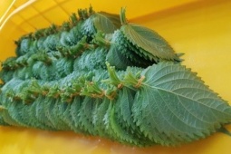 Tin tức sức khỏe - Loại lá ví như " hồi sinh phổi" ở Nhật cực đắt đỏ nhưng ở Việt Nam “rẻ như cho”