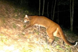 Lần đầu phát hiện loài cực kỳ nguy cấp quý hiếm trong rừng ở Nghệ An