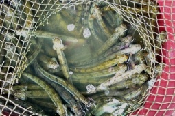 Loài cá ngọt như mì chính, trước dành cho người nghèo nay hoá "mỏ vàng", giá 700.000/kg