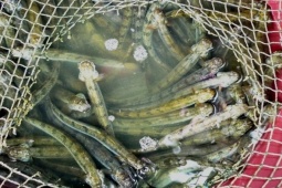 Loài cá ngọt như mì chính, trước dành cho người nghèo nay hoá "mỏ vàng", giá 700.000/kg