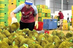 Rau quả Việt lội ngược dòng, lập kỷ lục gần 5 tỷ USD tại Trung Quốc