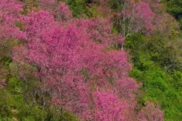 Loài hoa báo Tết của người H'Mông bung nở khắp núi rừng