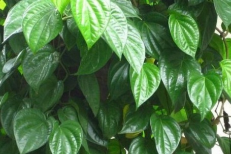 Lá trầu không có tác dụng chữa bệnh gì?