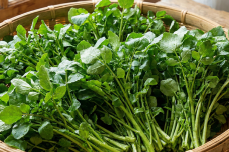 Rau cải xoong có tác dụng gì?