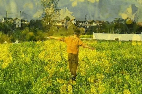 Cánh đồng hoa cải cách trung tâm Hà Nội 30km nở rộ, khách vượt xa đến check-in