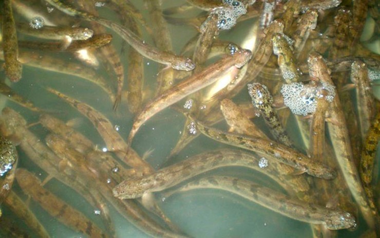 Cá kèo là loài cá phổ biến, có vị ngọt tự nhiên rất đặc trưng, thường được ví von ngọt như mì chính (bột ngọt) hoặc "sâm nước".
