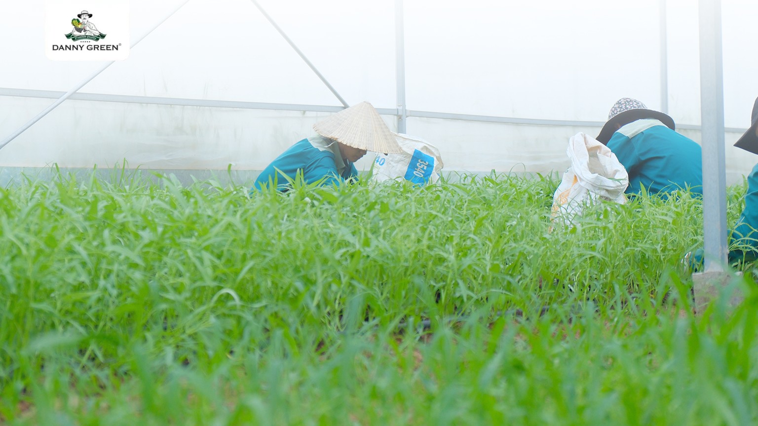Cải Ngồng Hữu Cơ DannyGreen được canh tác tại Nông Trại Hữu Cơ DannyGreen