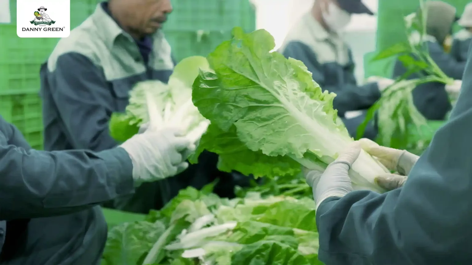 Sơ chế Cải Bẹ Dún Hữu Cơ DannyGreen trước khi đóng gói