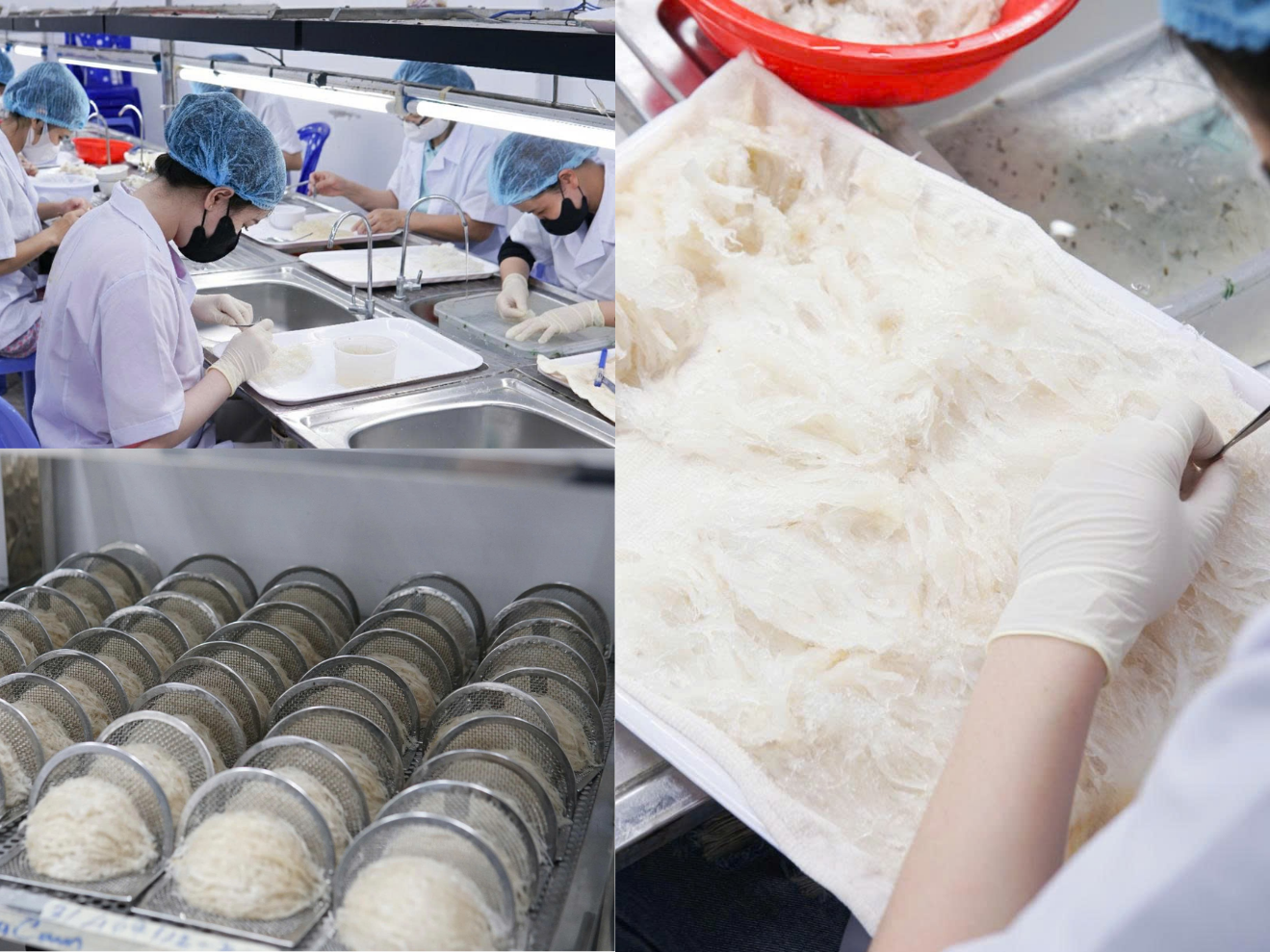 Quy trình sơ chế yến sào thủ công từ đội ngũ thợ lành nghề Thượng Long Yến