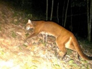 Lần đầu phát hiện loài cực kỳ nguy cấp quý hiếm trong rừng ở Nghệ An