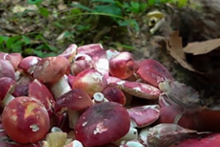 Ở Việt Nam mọc dại khắp nơi, cây đặc sản này được Trung Quốc "săn lùng", dân hái bán đắt tiền