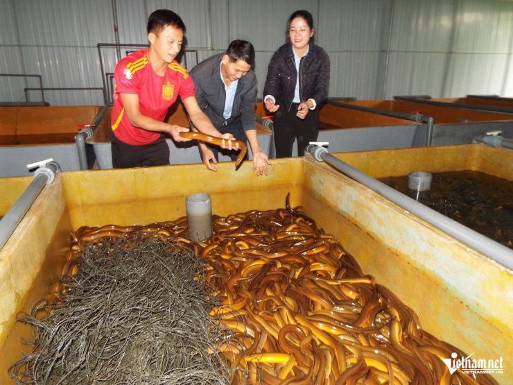 Mô hình nuôi lươn không bùn của gia đình anh Phong được nhiều người tham khảo, học hỏi.&nbsp;