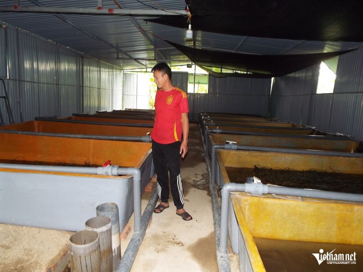 Bước đầu, anh Phong khá thành công với mô hình nuôi lươn không bùn.