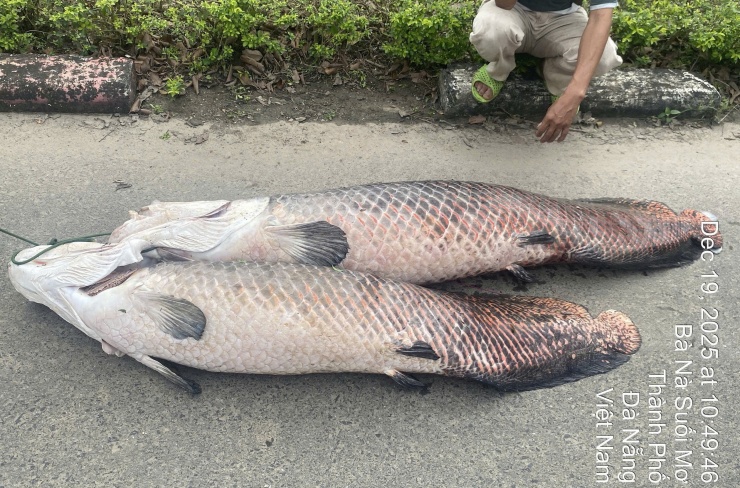 Hai xác cá, nghi là hải tượng long nổi ở hồ Trước Đông, được người dân địa phương vớt lên bờ