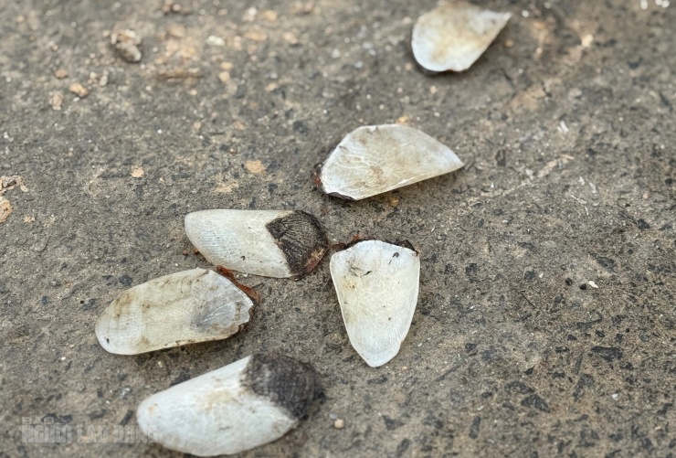 Nhiều vảy cá còn sót lại, vương vãi trên đường Hoàng Văn Thái, cạnh hồ Trước Đông