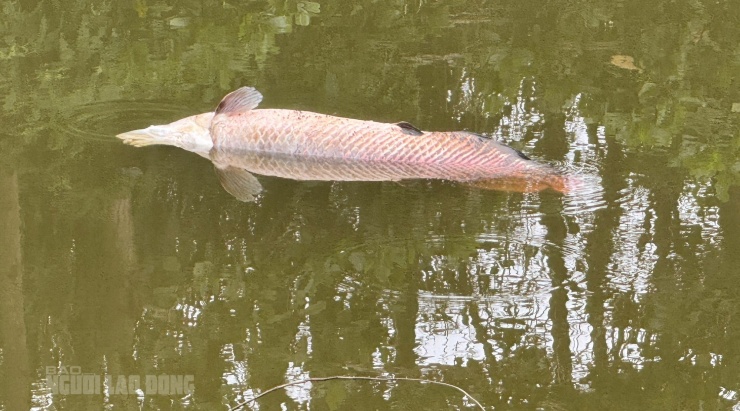 Một xác cá khác còn nổi trên mặt hồ