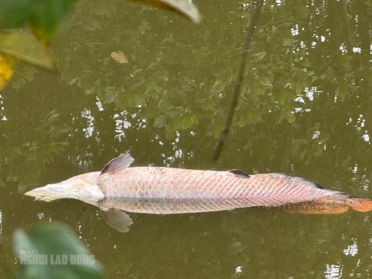Đến chiều 19-12, xác cá trôi đến gần mép hồ, sát đường Hoàng Văn Thái