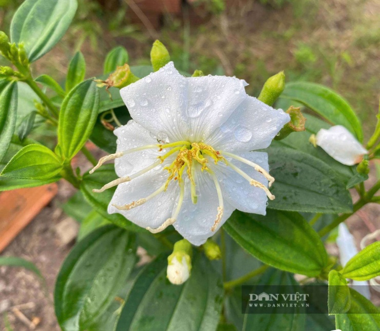 Trao đổi với Báo Dân Việt, anh Trà Hoàng Yên, ngụ xã Khánh Lâm, tỉnh Cà Mau cho biết, hoa mua trắng là loại rất khó trồng, vì hoa dễ héo khi thời tiết thay đổi; tuy nhiên, nếu ai có đam mê với loài hoa thôn dã này thì việc phát triển được một gốc hoa mua là niềm vui vô bờ bến. Ảnh: Vũ Lịnh