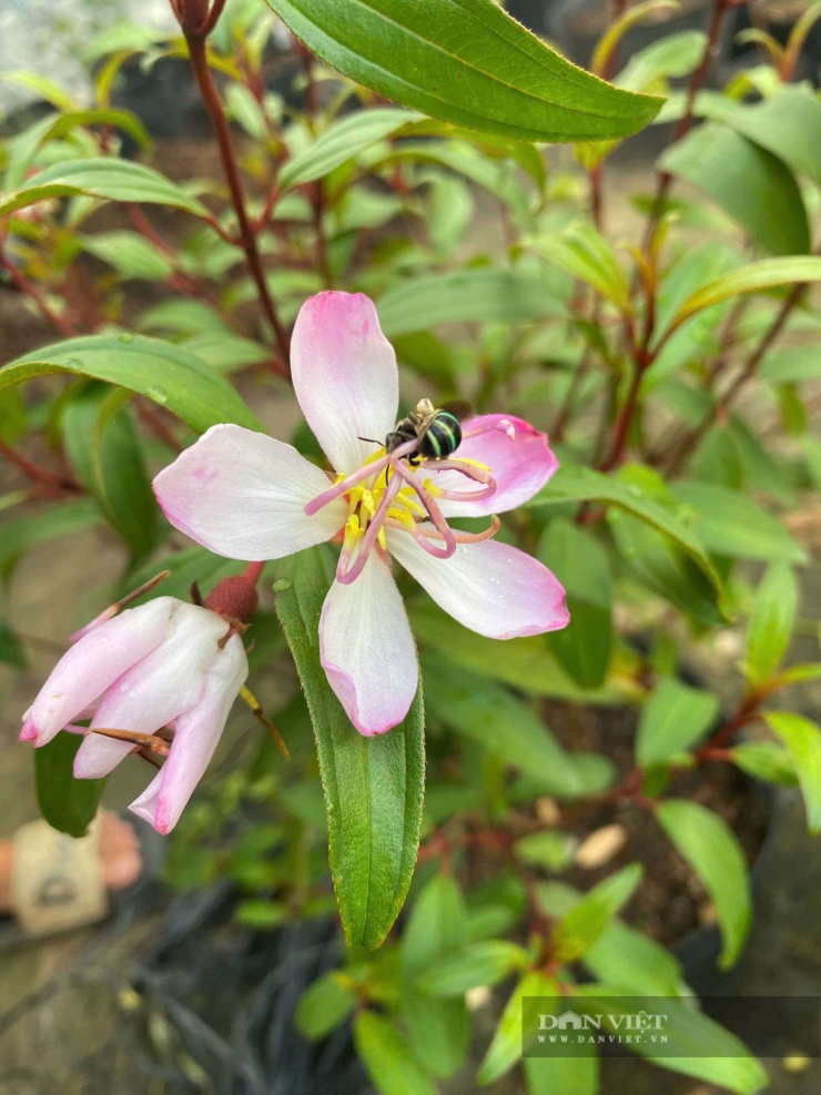Anh Trà Hoàng Yên cho biết, trong số hàng trăm gốc hoa mà anh hiện sở hữu, có 3 loại đột biến và được anh đặt tên là “mua cánh trắng nhụy hồng", ”uyên ương bạch mua“ và ”tường vy bạch mua“. Ảnh: Vũ Lịnh