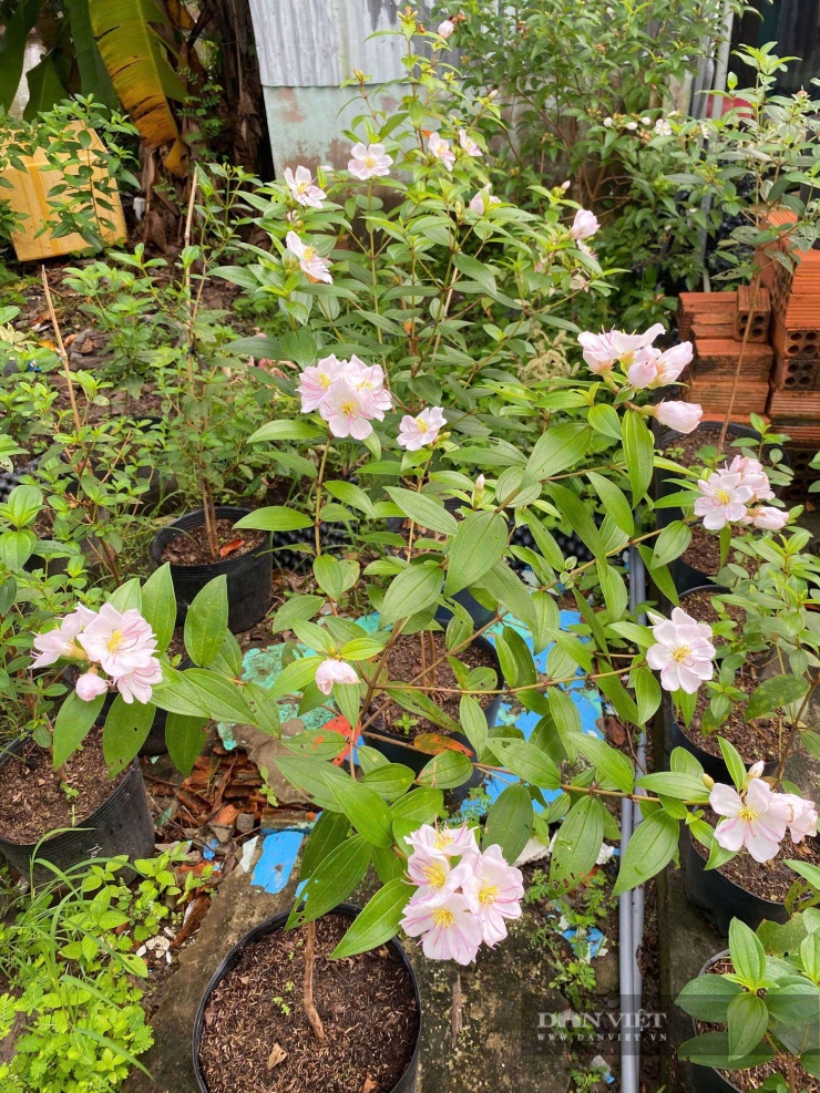 Mỗi chậu hoa mua của anh Yên được bán với giá từ 300 đến hơn 1 triệu đồng, tùy vào độ lớn nhỏ của cây. Ảnh: Vũ Lịnh
