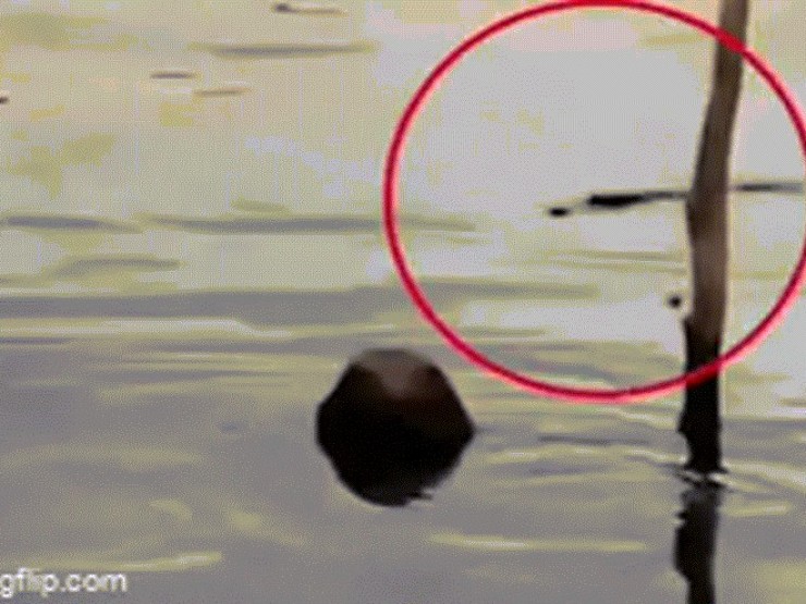 Phát hiện cá sấu ngậm thi thể bé trai dưới sông