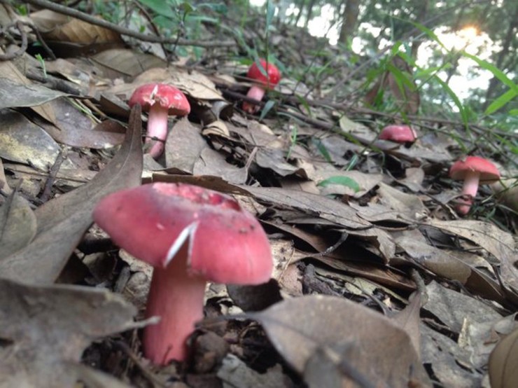 Nấm chẹo là loại nấm rừng mang màu đỏ nổi bật, hình dạng giống một chiếc ô nhỏ, thường mọc tự nhiên dưới tán những khu rừng chẹo hay rừng dẻ.
