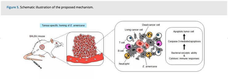 Mô tả cách thức hoạt động của&nbsp;E. americana.