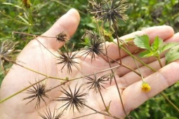 Cây mọc dại ở Việt Nam, ở nước ngoài phơi khô bán hơn 200.000đ/kg