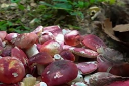 Ở Việt Nam mọc dại khắp nơi, cây đặc sản này được Trung Quốc "săn lùng", dân hái bán đắt tiền