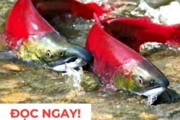 Tin tức sức khỏe - "Nhân sâm dưới nước" siêu đắt đỏ, nhiều người săn lùng vì công dụng dưỡng phổi hiệu quả