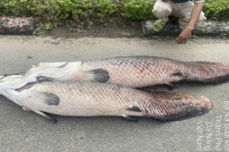 Phát hiện xác cá nghi là hải tượng long nổi trên hồ nước tự nhiên ở Đà Nẵng