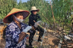 Nghề “vặt lá trả tiền” tại Hà Nội, cứ đến dịp này lại làm không hết việc