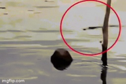 Phát hiện cá sấu ngậm thi thể bé trai dưới sông