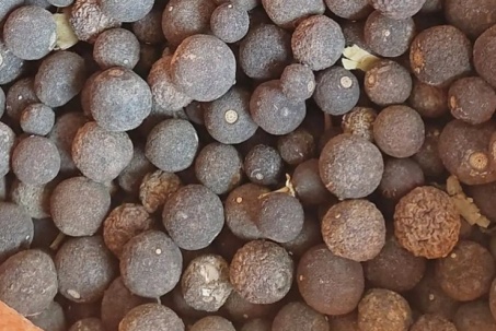 Quả dại vừa chua vừa đắng, phơi khô đem bán kiếm ngay 150.000đ/kg