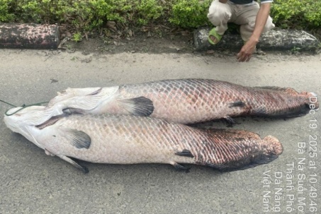 Phát hiện xác cá nghi là hải tượng long nổi trên hồ nước tự nhiên ở Đà Nẵng