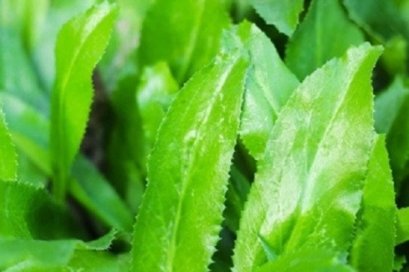 3 nghìn một nắm mùi tàu - liều thuốc bổ cho dạ dày, quét mỡ máu