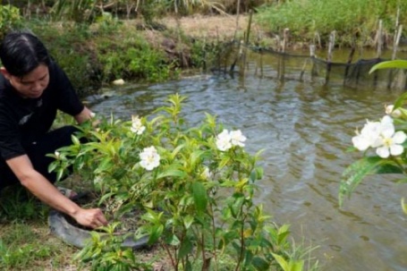 Lượm cây dại này "bế" lên chậu bán làm cây cảnh, ngờ đâu bán hơn 1 triệu/chậu, trai Cà Mau đâu "bị khùng"