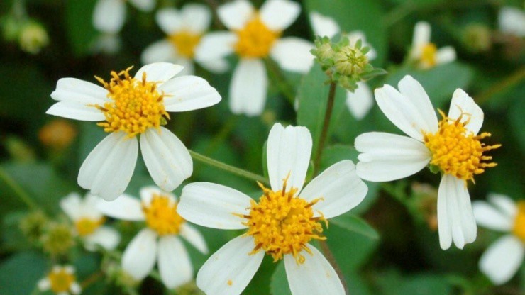 Cây mọc dại ở Việt Nam, ở nước ngoài phơi khô bán hơn 200.000đ/kg - 2